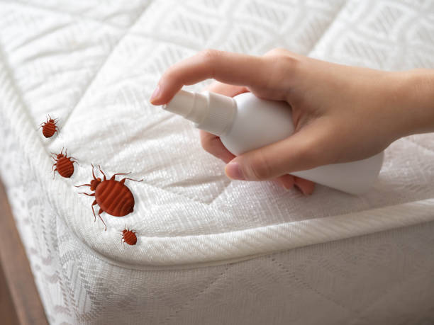 Best Local Pest Control Services  in Marfa, TX