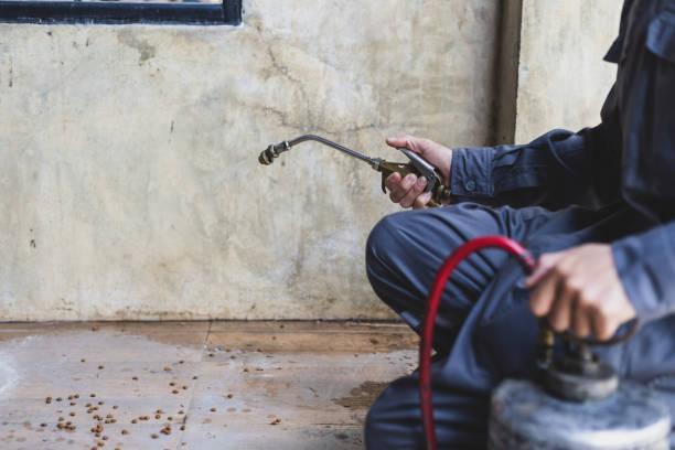 Best Ant Control Services  in Marfa, TX